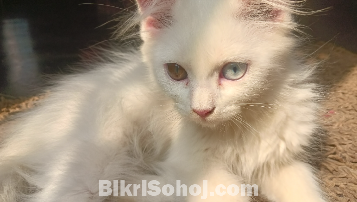 Traditional Persian cat rare odd eyes white kitten